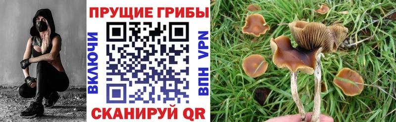 Псилоцибиновые грибы MAGIC MUSHROOMS  купить наркотики сайты  Джанкой 